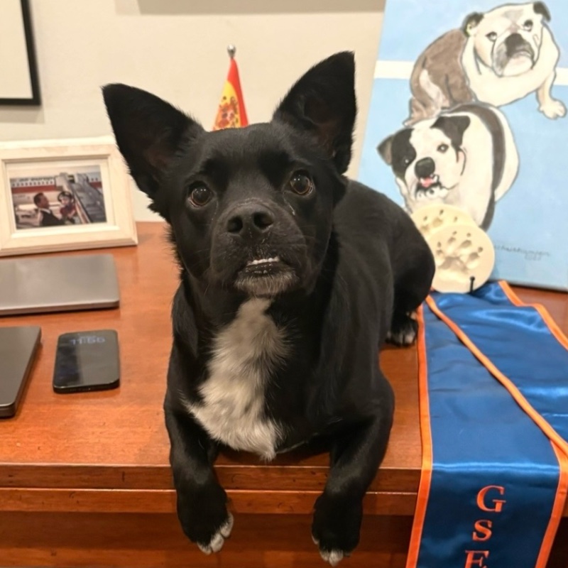 Pablo, el perro de la casa, sentado en el escritorio